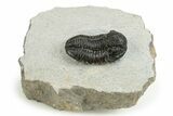 Bargain, 3D Gerastos Trilobite Fossils (Grade B) - Photo 7